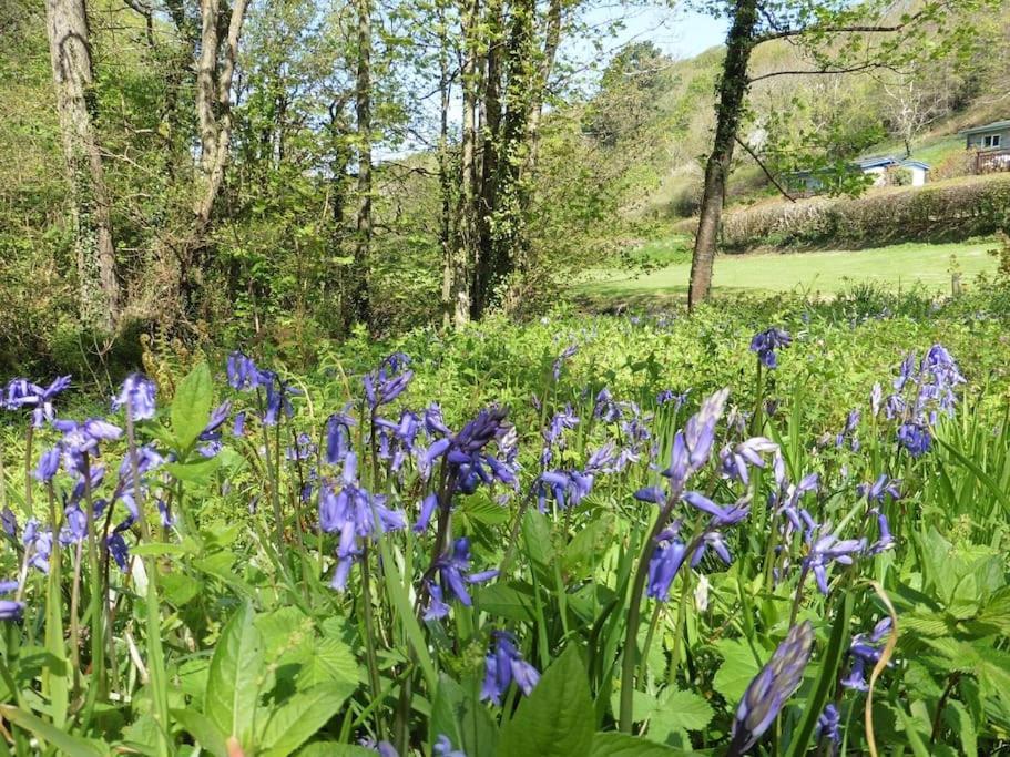 Kiberick Cottage At Crackington Haven, Near Bude And Boscastle, Cornwall Ngoại thất bức ảnh